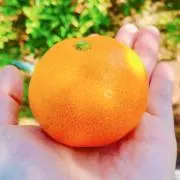 ぴなんちの画像