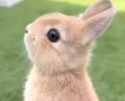 あもんの画像