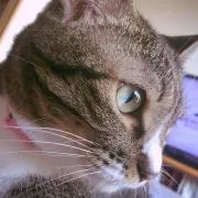 しゅー