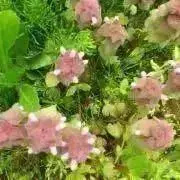 ルーソ　発送　週末のみに変更
