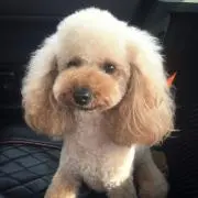 ぴのの画像