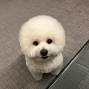 ろこの画像