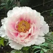 Tomo2の画像