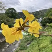 momoの画像
