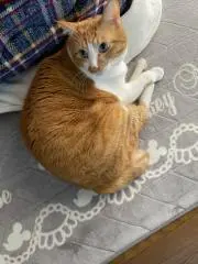 チョコチップ