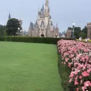 いっちーの画像