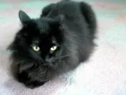 めるもの画像