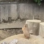 モンタナの画像