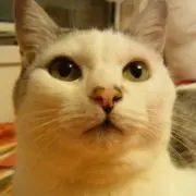 ぶぶりん
