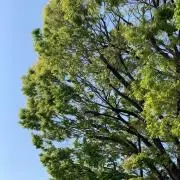 そらの画像