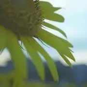 Riiの画像