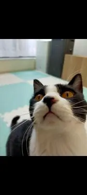 にしんの画像