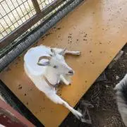 クロネンワースの画像