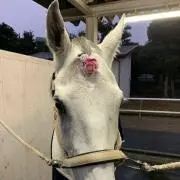 さいくす