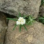 ★りんご☆の画像