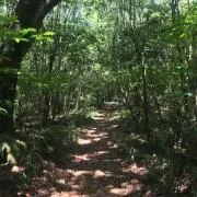 たまの画像