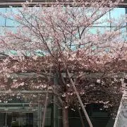 やまちゃん