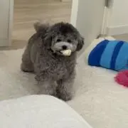 ゆの画像