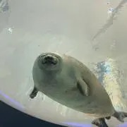 キューピーの画像