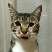 マッチョ猫