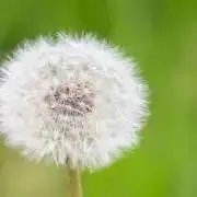 pen即購入可の画像