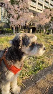 akkiの画像