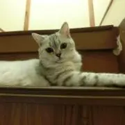 長江の画像