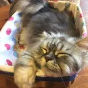 グリコ