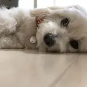 ともちゃん