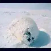 くりりんの画像