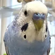 ハピの画像