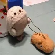 クトォマヤランデェーの画像