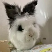 アメジストの画像