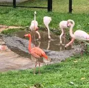 SASの画像