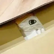 たま＿たまに出品中の画像