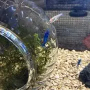 青メダカの画像