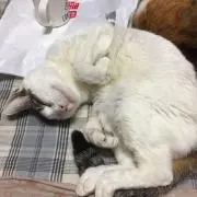 元気でいこうの画像