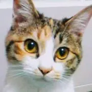 kuririnの画像