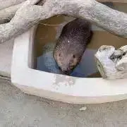 ビーバー