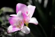 てつおフォロー割実施中の画像