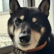 Kotahiro