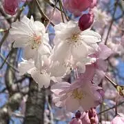 ranaの画像