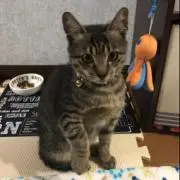 ゆんゆんの画像