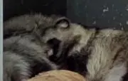 たぬぅの画像