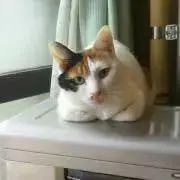 三毛猫6/26〜28発送お休みしますの画像