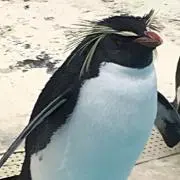 ペンギン