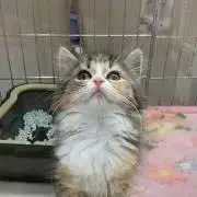ちゃあ