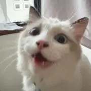 なめちゃんの画像