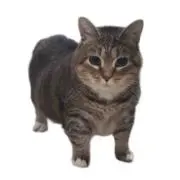 しろの画像