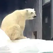 しろくままの画像